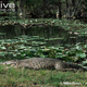 Illustration for article titled Sunday Crocodilian - Crocodylus rhombifer Edition